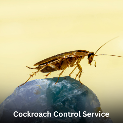 Cockroach Control Service